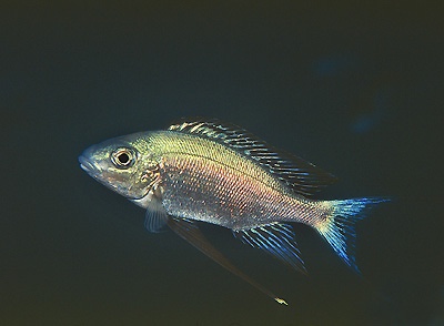 Cyathopharynx sp. 'green flush' Bulu Point